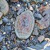 Plants: image 54 Of 208 Thumb